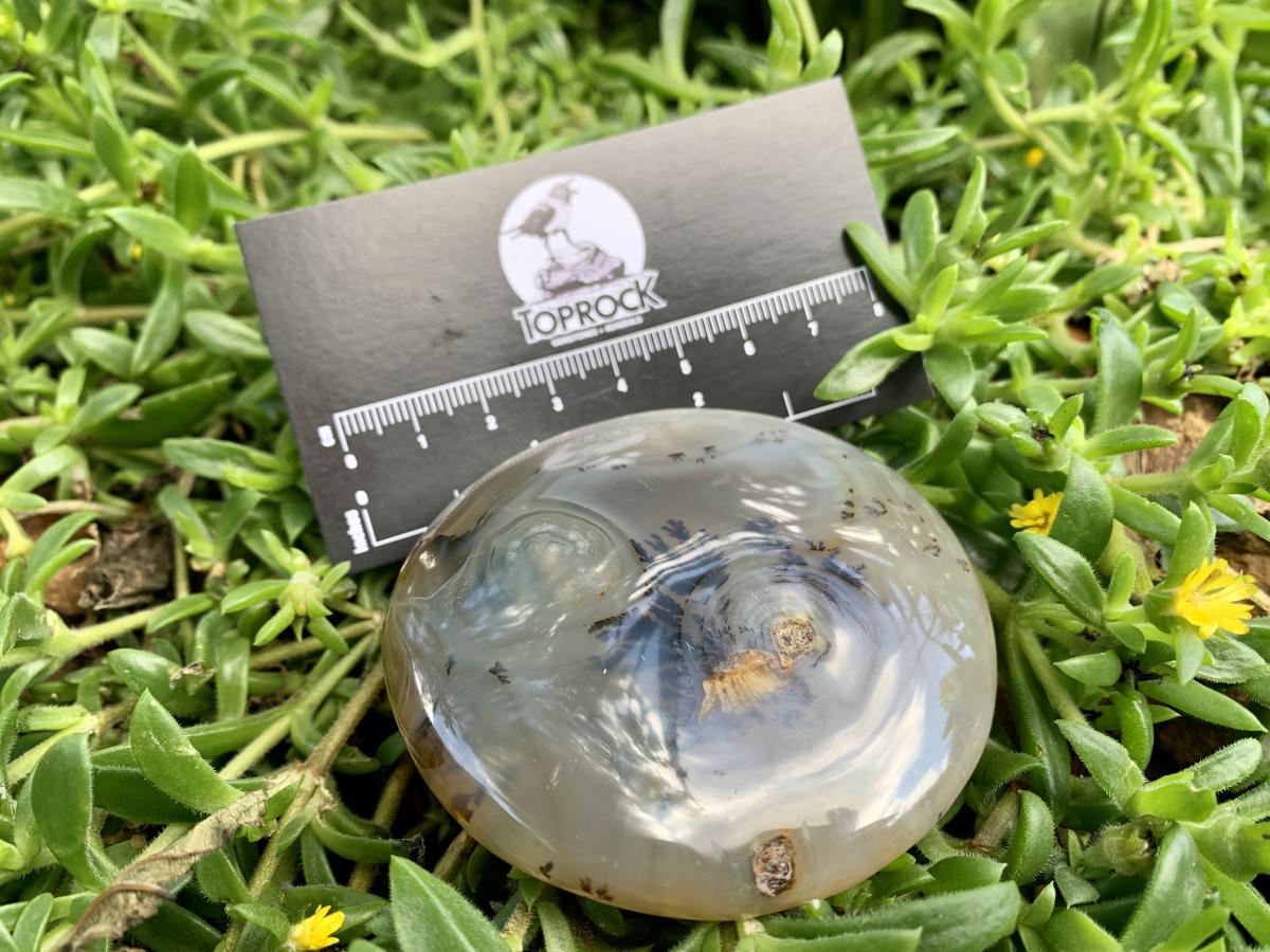 Polished Dendrite in Agate Palm Stone x 1 From Moralambo, Madagascar