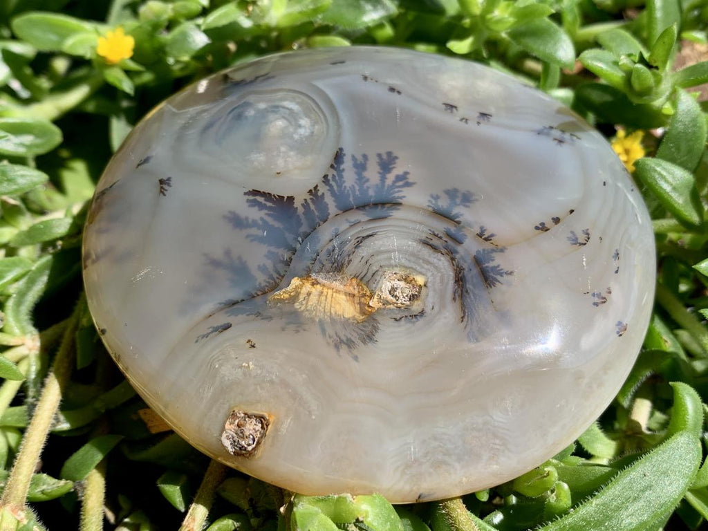 Polished Dendrite in Agate Palm Stone x 1 From Moralambo, Madagascar
