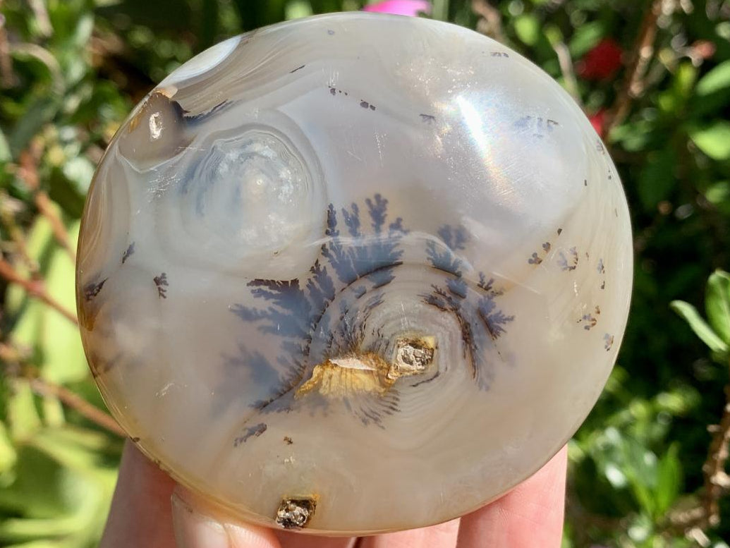 Polished Dendrite in Agate Palm Stone x 1 From Moralambo, Madagascar
