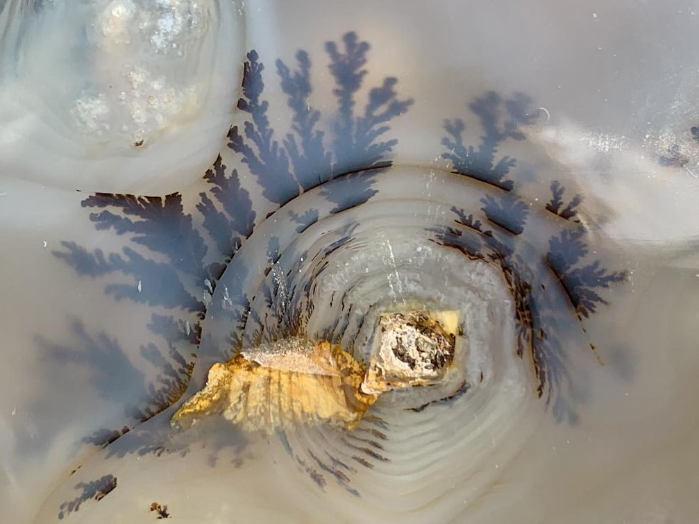 Polished Dendrite in Agate Palm Stone x 1 From Moralambo, Madagascar