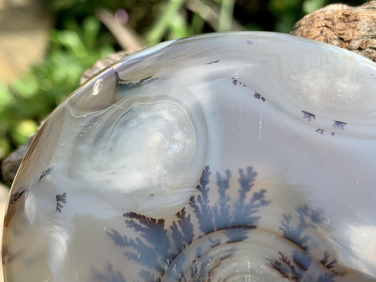 Polished Dendrite in Agate Palm Stone x 1 From Moralambo, Madagascar