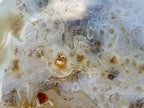 Polished Dendrite in Agate Palm Stone x 1 From Moralambo, Madagascar