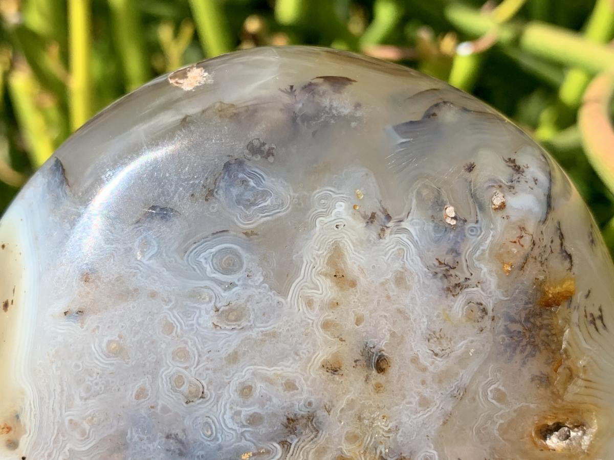 Polished Dendrite in Agate Palm Stone x 1 From Moralambo, Madagascar