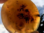 Polished Dendrite in Agate Palm Stone x 1 From Moralambo, Madagascar