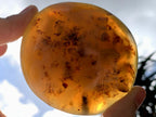 Polished Dendrite in Agate Palm Stone x 1 From Moralambo, Madagascar