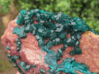 Natural Large Classic Dioptase Specimen x 1 From Likasi, Congo