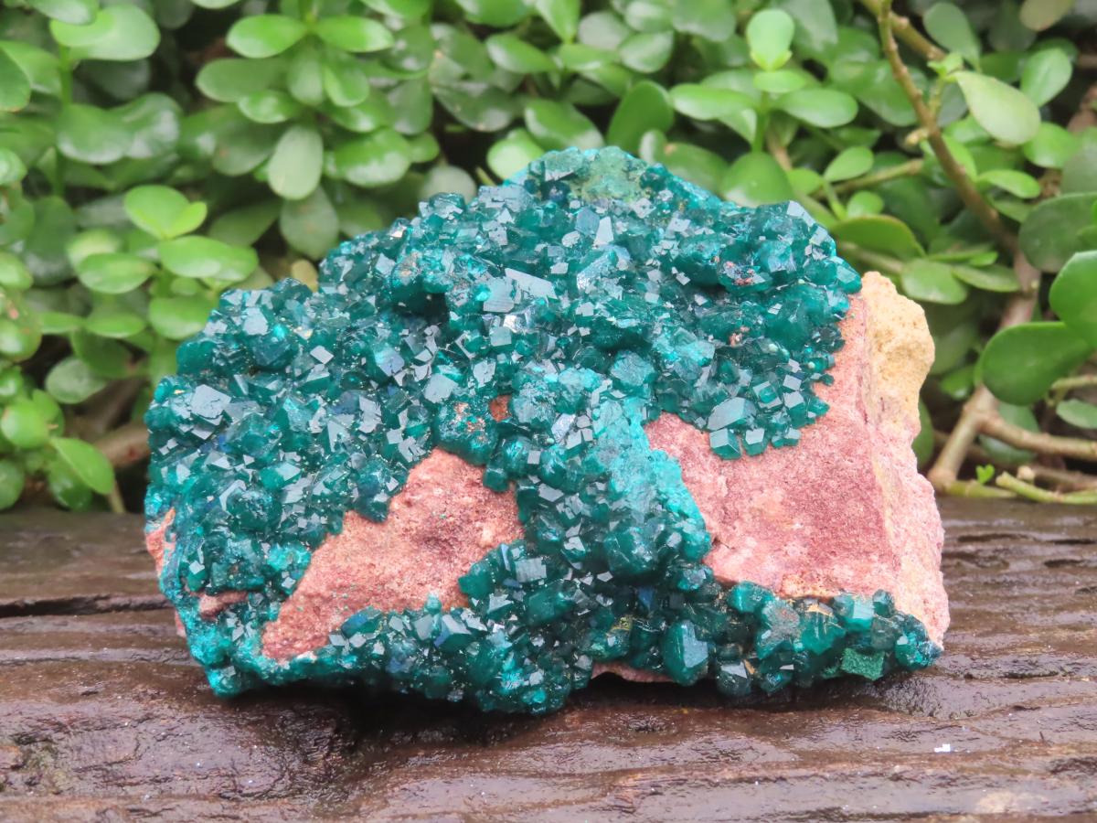 Natural Large Classic Dioptase Specimen x 1 From Likasi, Congo
