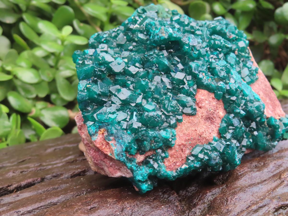 Natural Large Classic Dioptase Specimen x 1 From Likasi, Congo