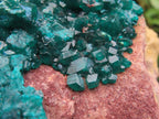Natural Large Classic Dioptase Specimen x 1 From Likasi, Congo