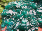 Natural Large Classic Dioptase Specimen x 1 From Likasi, Congo