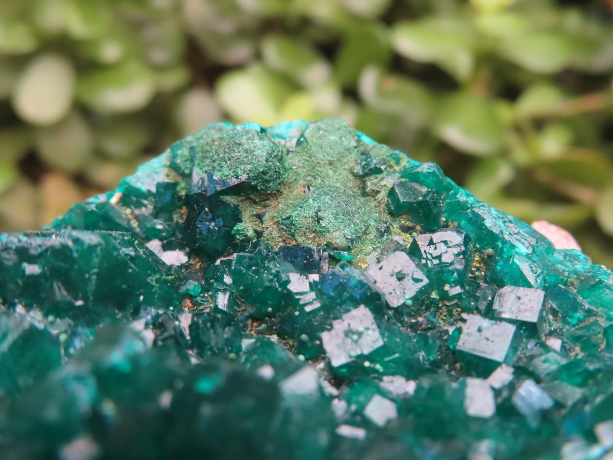 Natural Large Classic Dioptase Specimen x 1 From Likasi, Congo