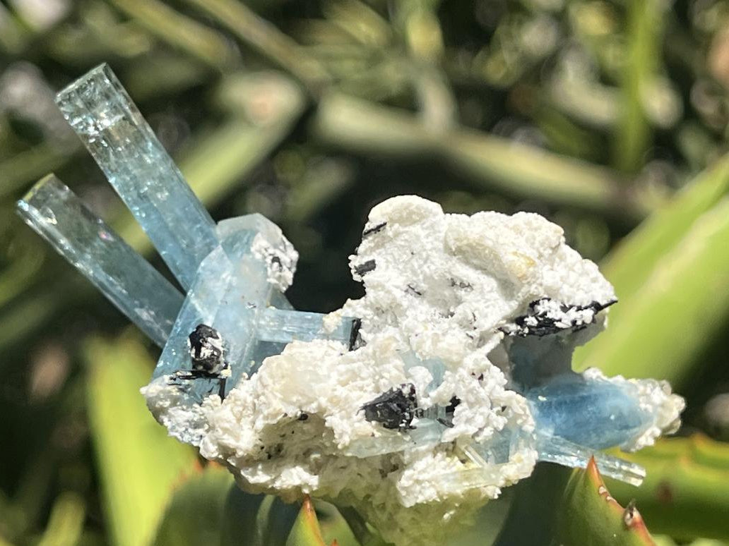Natural Cluster of Gemmy Aquamarine and Black Tourmaline Specimen x 1 From Erongo, Namibia