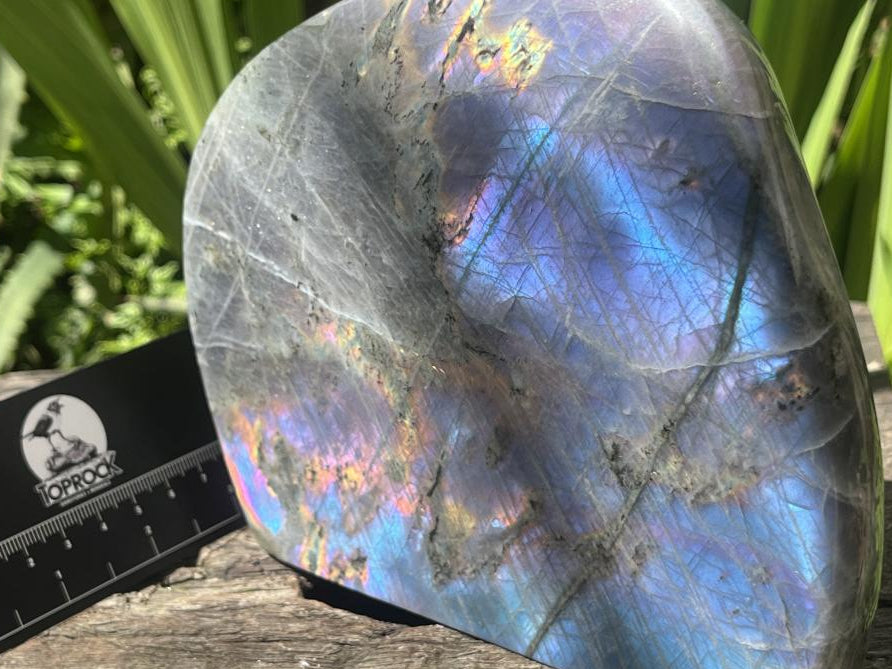 Polished Large Pure Purple Flash Labradorite Display Piece x 1 From Tulear, Madagascar