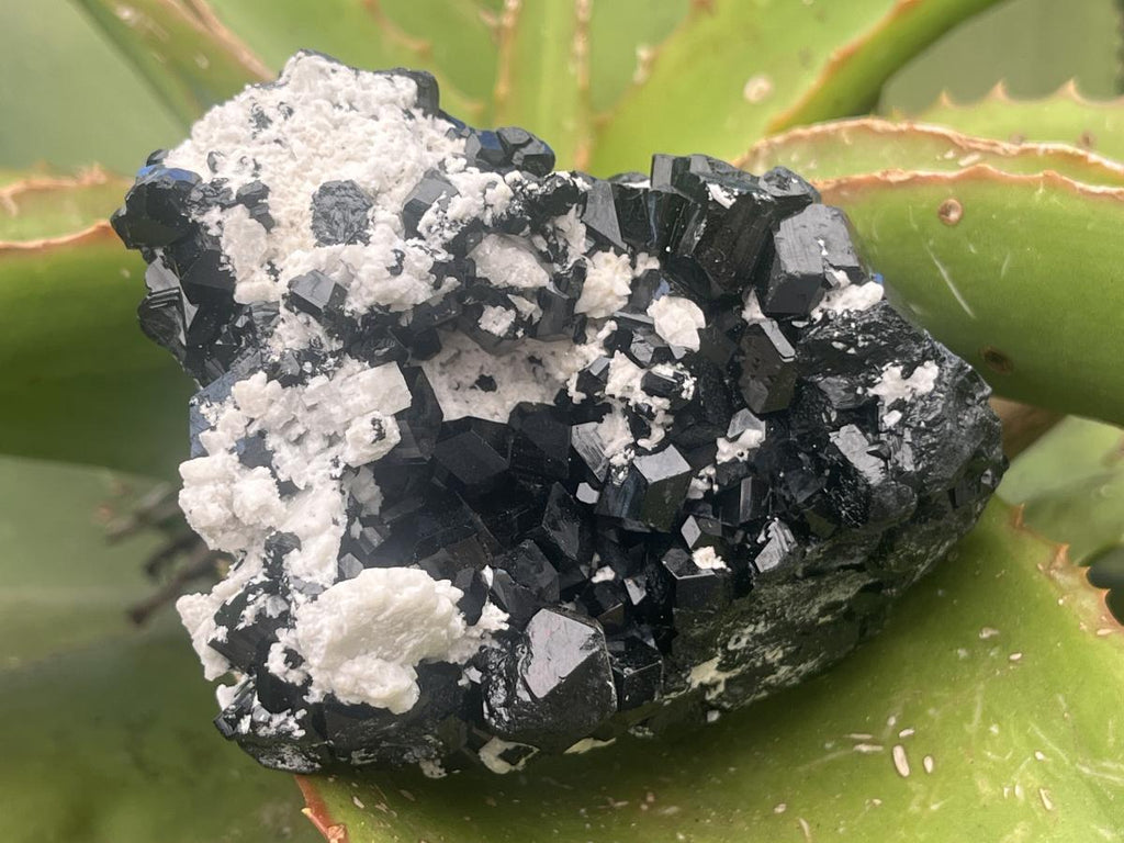 Natural Schorl Black Tourmaline with Feldspar x 1 From Erongo, Namibia