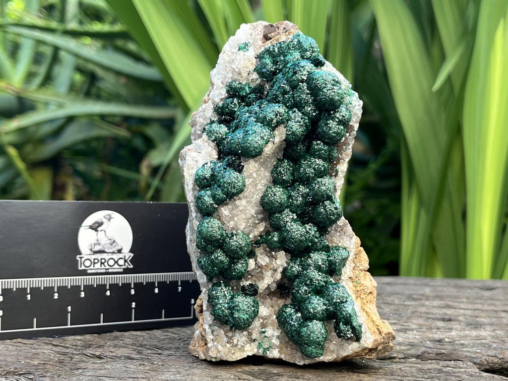 Natural Large Classic Ball Malachite With Quartz on Dolomite  x 1 From Mindingi Mine, Congo