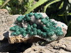 Natural Large Classic Ball Malachite With Quartz on Dolomite  x 1 From Mindingi Mine, Congo
