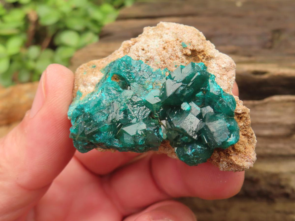Natural Small Classic Dioptase Specimen on Dolomite Matrix x 1 From Likasi, Congo