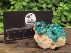 Natural Small Classic Dioptase Specimen on Dolomite Matrix x 1 From Likasi, Congo