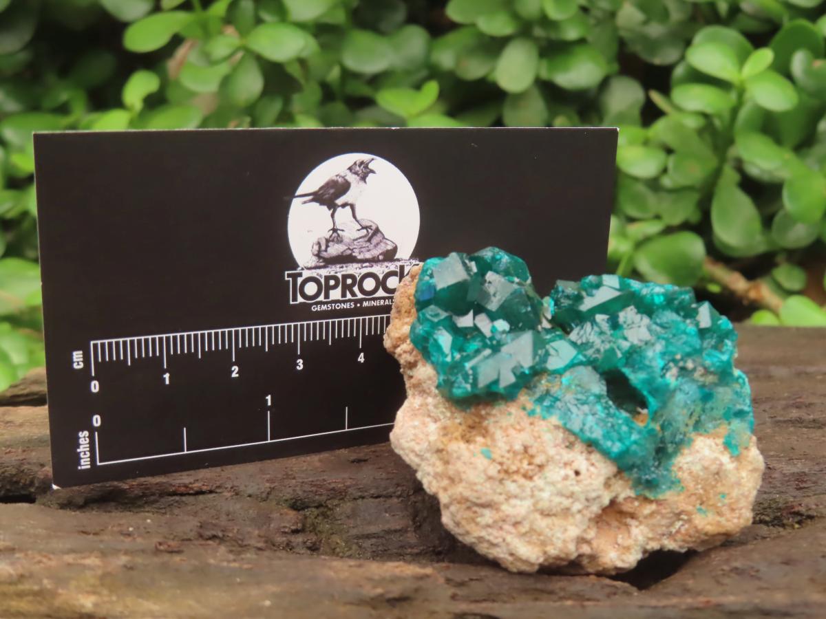 Natural Small Classic Dioptase Specimen on Dolomite Matrix x 1 From Likasi, Congo