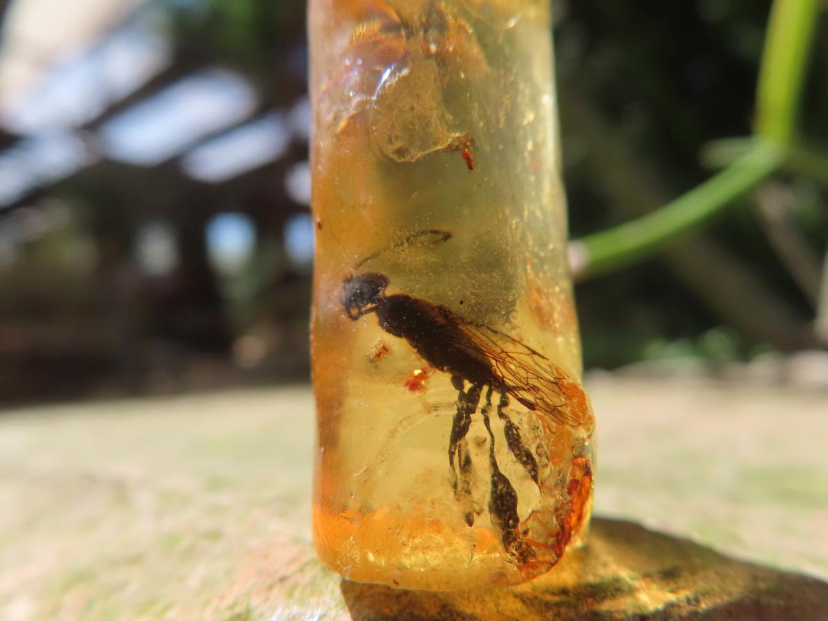 Natural Copal Amber Specimens x 2 From Nosy Varika, Madagascar
