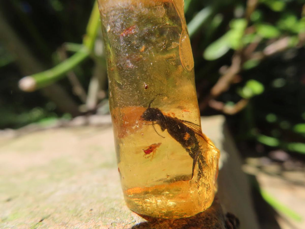 Natural Copal Amber Specimens x 2 From Nosy Varika, Madagascar