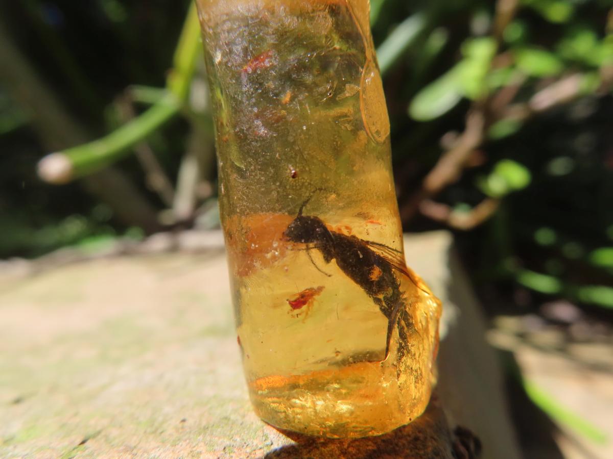 Natural Copal Amber Specimens x 2 From Nosy Varika, Madagascar