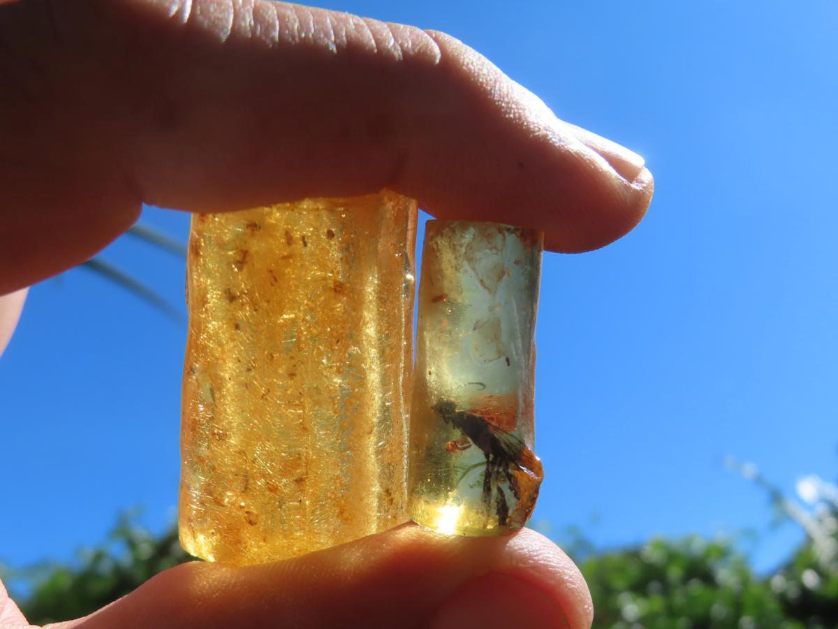 Natural Copal Amber Specimens x 2 From Nosy Varika, Madagascar