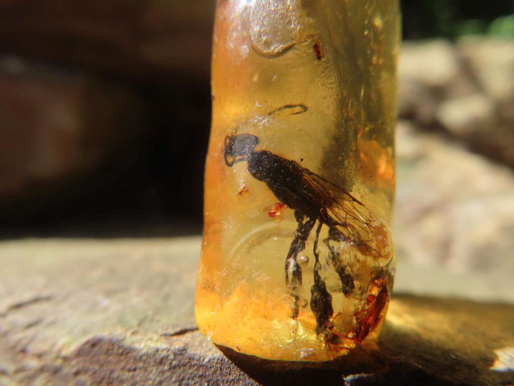 Natural Copal Amber Specimens x 2 From Nosy Varika, Madagascar
