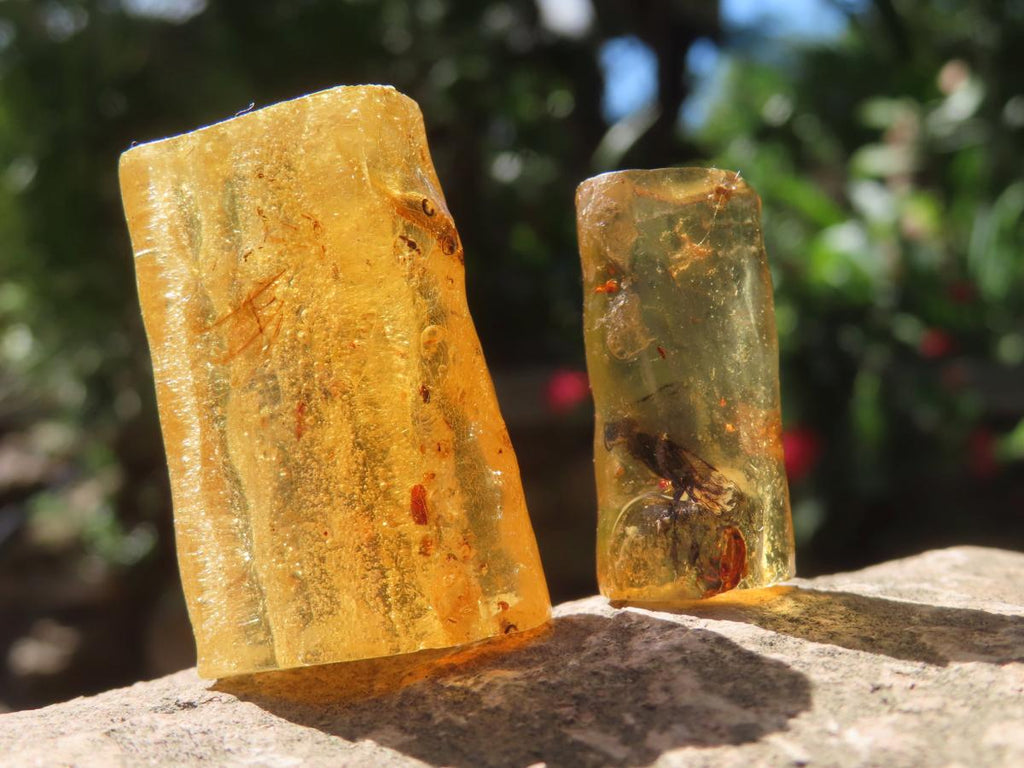 Natural Copal Amber Specimens x 2 From Nosy Varika, Madagascar