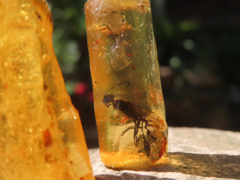 Natural Copal Amber Specimens x 2 From Nosy Varika, Madagascar