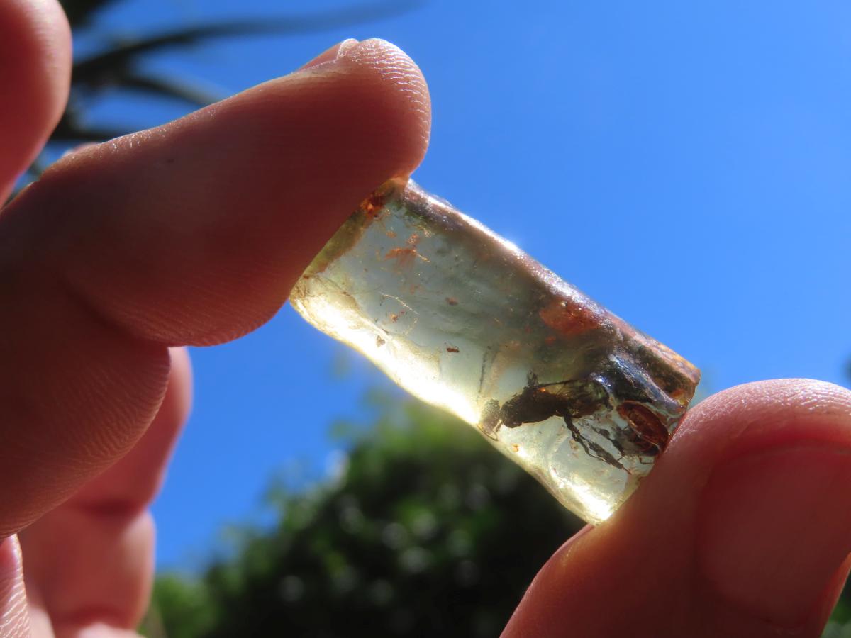Natural Copal Amber Specimens x 2 From Nosy Varika, Madagascar