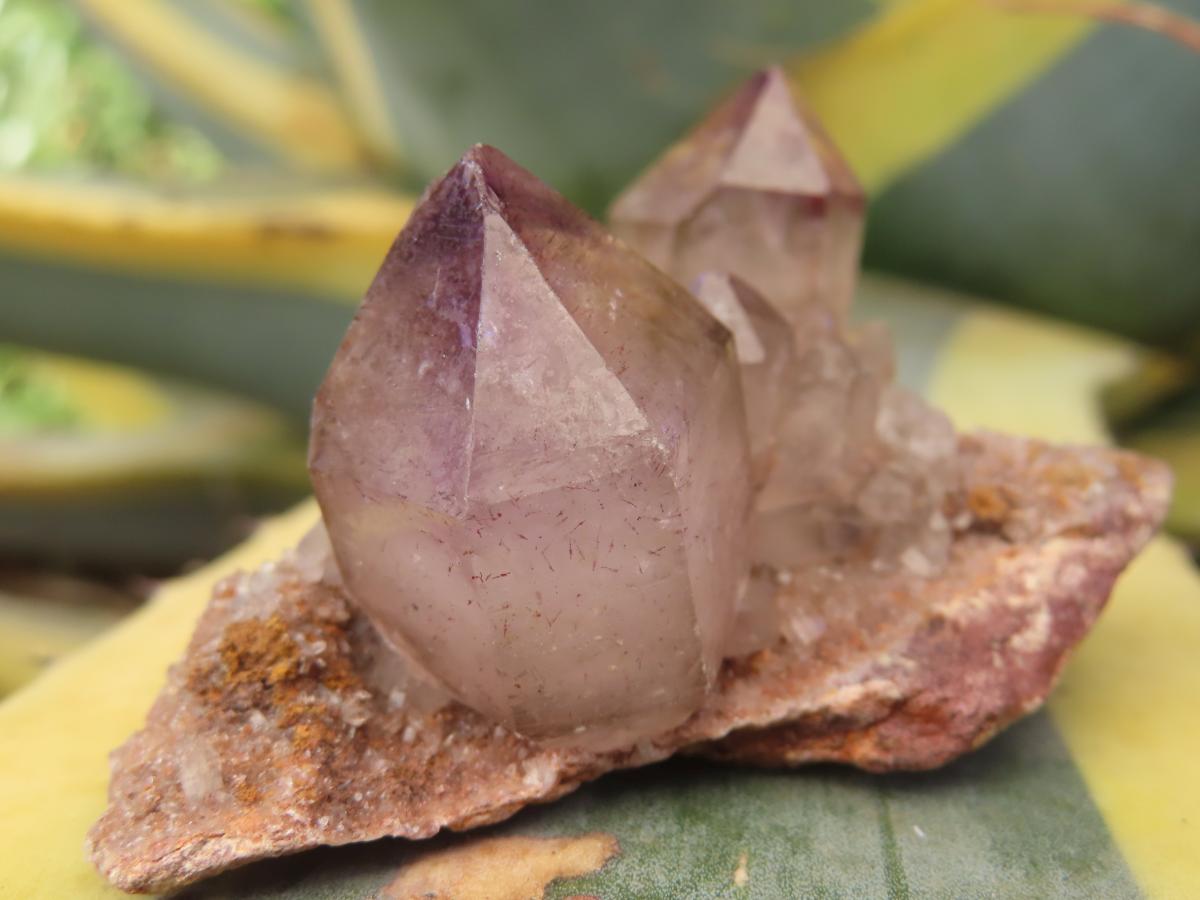 Natural Twin Amethyst Crystals on a Quartz Matrix Specimen x 1 From Brandberg, Namibia
