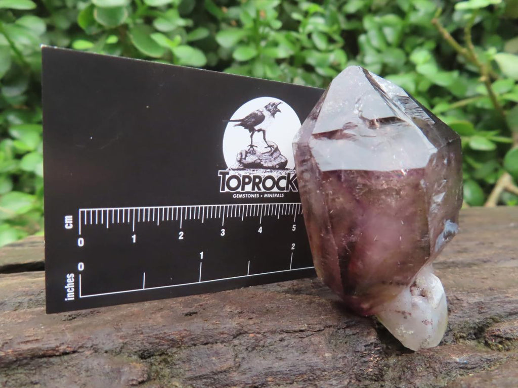 Natural Large Smokey Amethyst Window Quartz Sceptre with Enhydro x 1 From Chiredzi, Zimbabwe