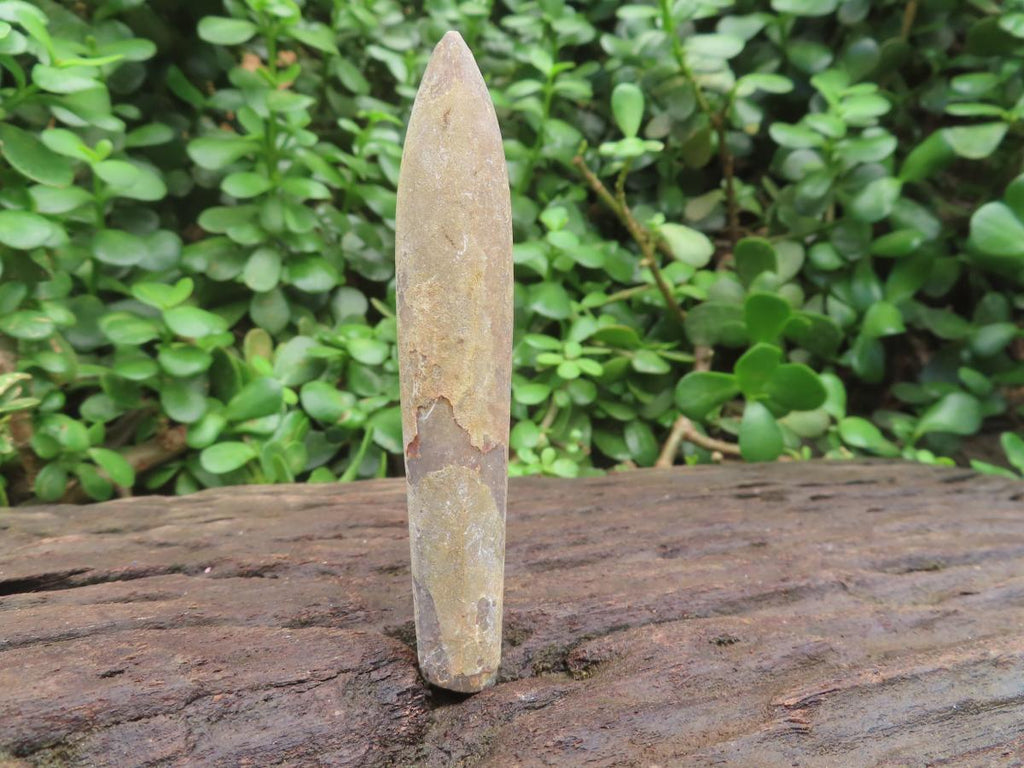 Natural XL Belemnite Fossil Bullet x 1 From Maintirano, Madagascar