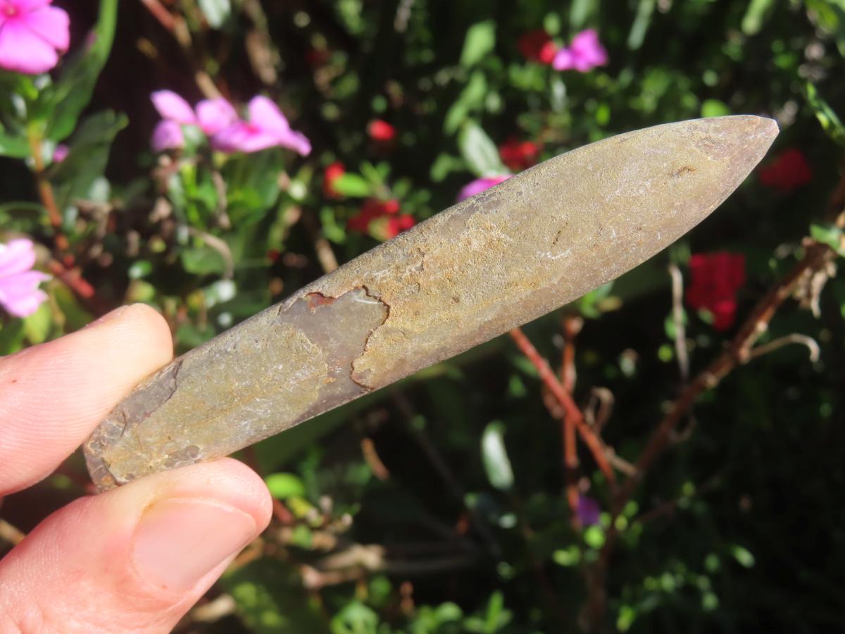 Natural XL Belemnite Fossil Bullet x 1 From Maintirano, Madagascar