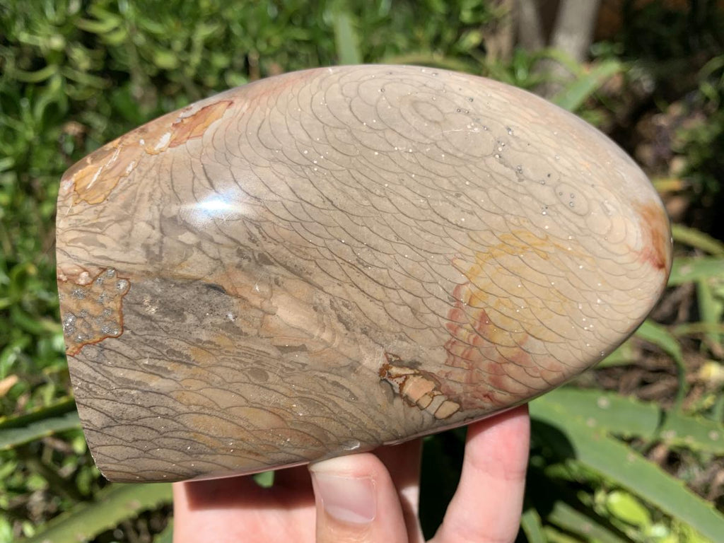 Polished Dragonscale Polychrome Jasper Display Piece x 1 From N.W. Coast, Madagascar