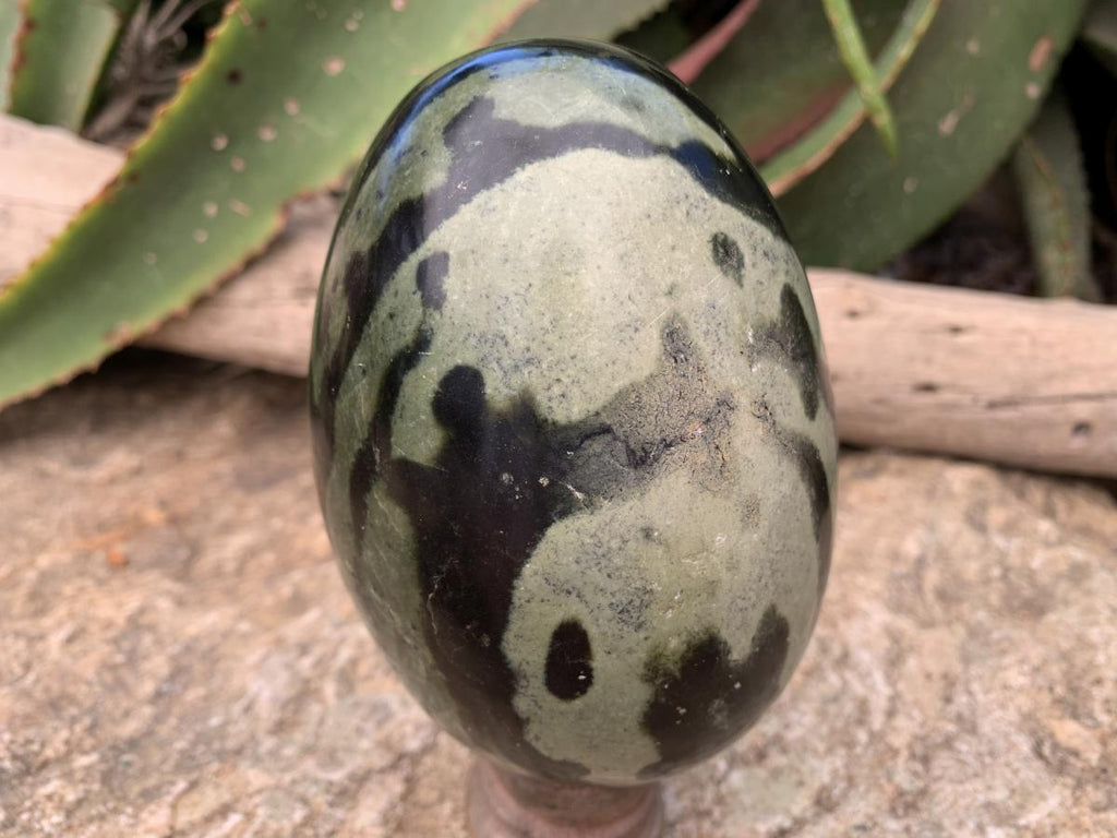 Polished Large Leopard Stone Egg x 1 From Zimbabwe