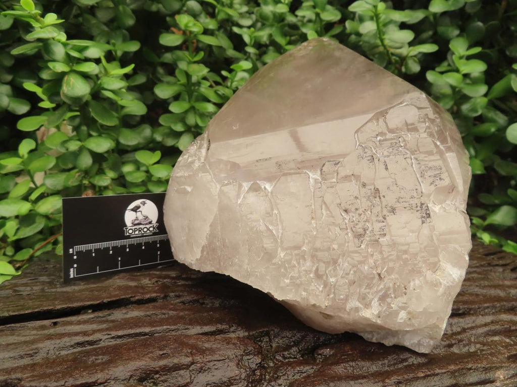 Polished Large Smokey Quartz Floater Crystal x 1 From Mulanje, Malawi