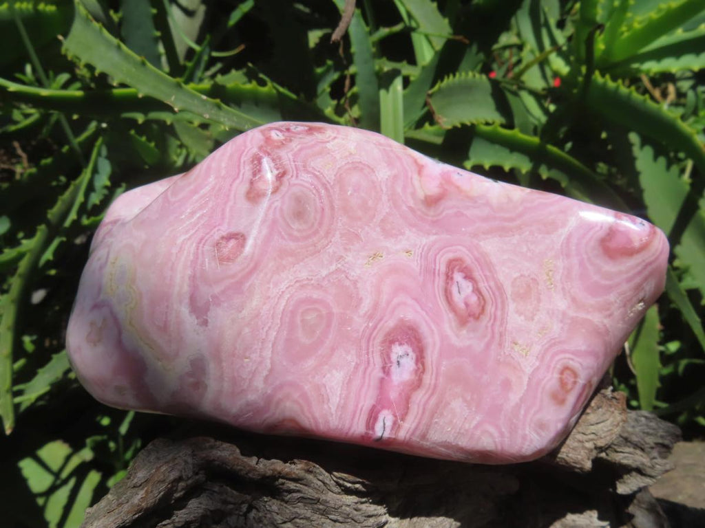 Polished Rare Pink Ring Patterned Cobaltion Aragonite on Dolomite x 1 From Kakanda, Congo