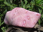 Polished Rare Pink Ring Patterned Cobaltion Aragonite on Dolomite x 1 From Kakanda, Congo