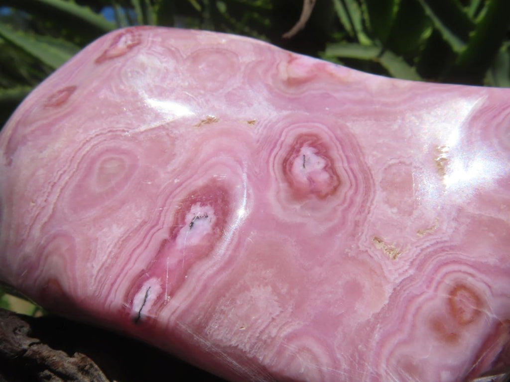 Polished Rare Pink Ring Patterned Cobaltion Aragonite on Dolomite x 1 From Kakanda, Congo