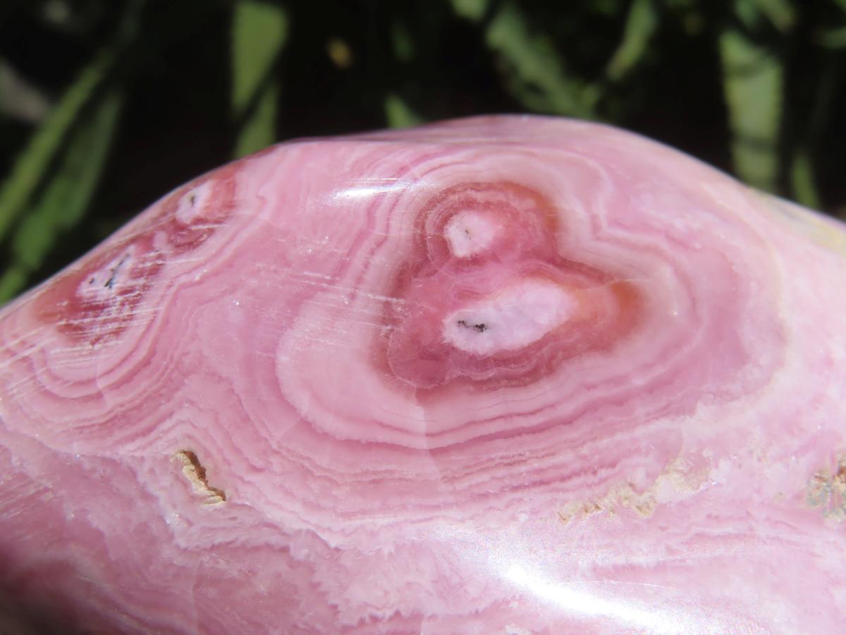 Polished Rare Pink Ring Patterned Cobaltion Aragonite on Dolomite x 1 From Kakanda, Congo