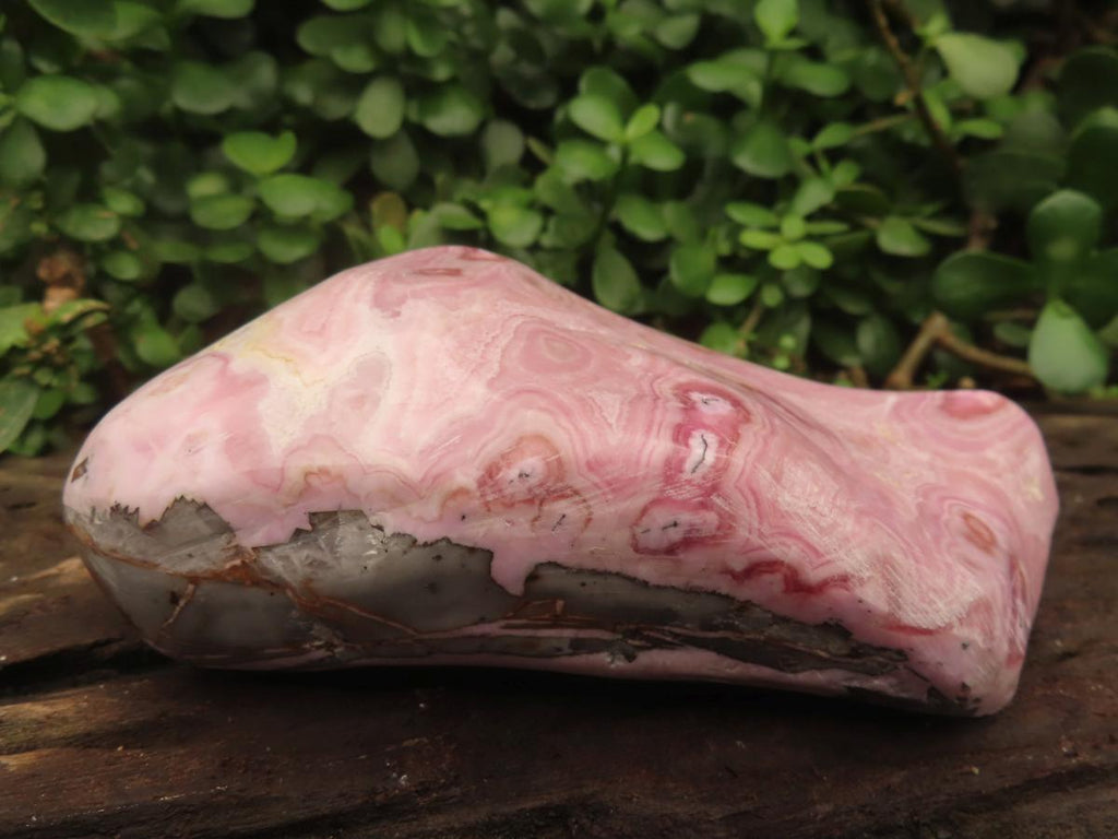 Polished Rare Pink Ring Patterned Cobaltion Aragonite on Dolomite x 1 From Kakanda, Congo