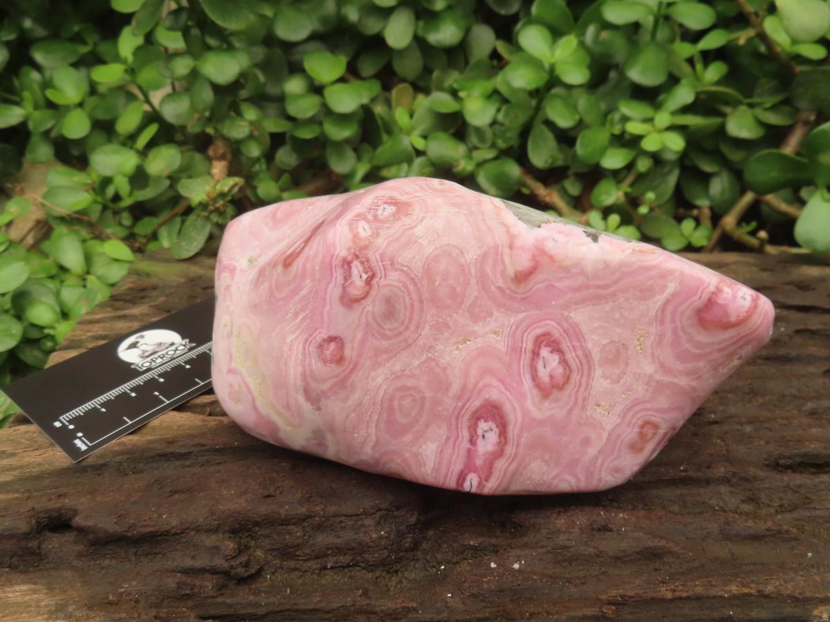 Polished Rare Pink Ring Patterned Cobaltion Aragonite on Dolomite x 1 From Kakanda, Congo