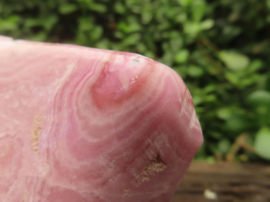 Polished Rare Pink Ring Patterned Cobaltion Aragonite on Dolomite x 1 From Kakanda, Congo