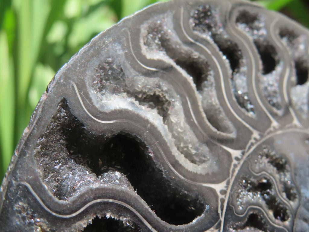 Polished Black Cleoniceras Ammonite Fossil Specimen x 1 From Tulear, Madagascar