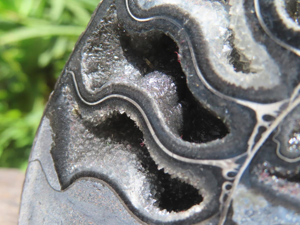 Polished Black Cleoniceras Ammonite Fossil Specimen x 1 From Tulear, Madagascar