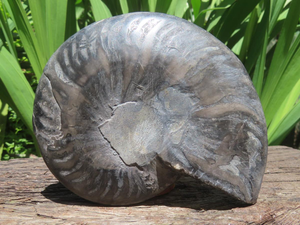 Polished Black Cleoniceras Ammonite Fossil Specimen x 1 From Tulear, Madagascar