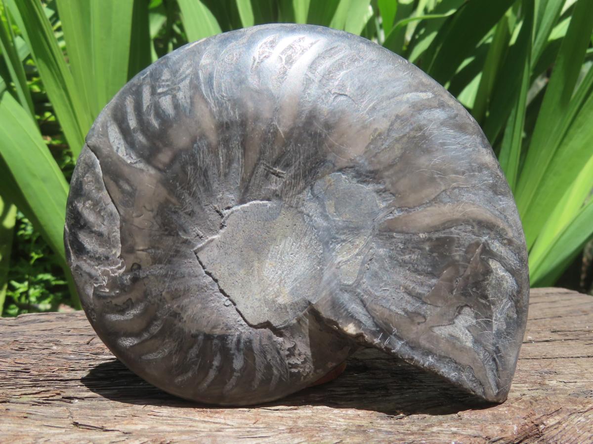 Polished Black Cleoniceras Ammonite Fossil Specimen x 1 From Tulear, Madagascar
