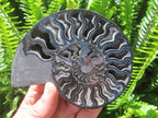 Polished Black Cleoniceras Ammonite Fossil Specimen x 1 From Tulear, Madagascar